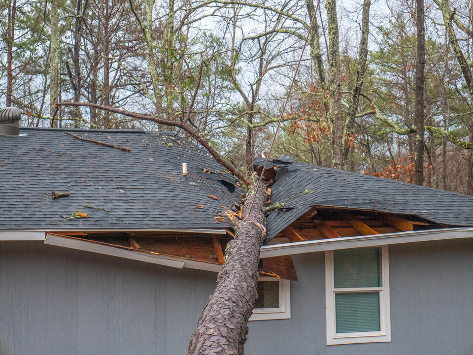 emergency roof repair-fallen tree on shingle roof