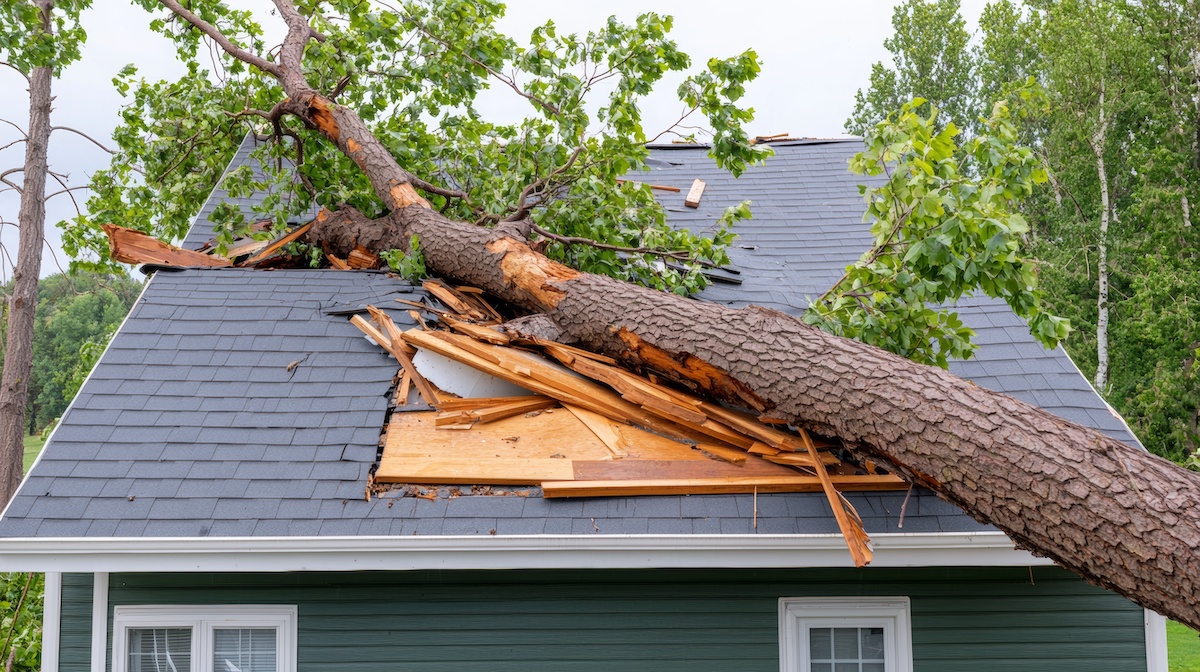 A large tree has fallen onto the roof of a greenhouse, causing significant damage. The roof's hole, with broken wooden beams and shingles scattered around, demands emergency roof repair. The tree's branches and leaves are sprawled across the roof.
